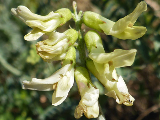 Santa Barbara Milkvetch; Astragalus trichopodus (Santa Barbara milkvetch), Cabrillo National Monument, California