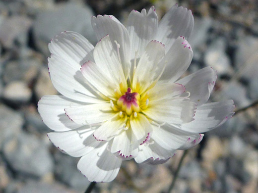 Gravel Ghost; Purple-tipped petals of atrichoseris platyphylla (gravel ghost), in Death Valley