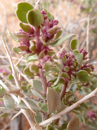Shadescale; Bracts, stems and leaves - atriplex confertifolia at Little Egypt, Utah