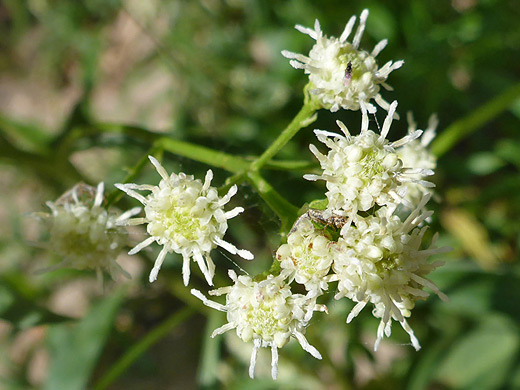 Water Wally; Small, white flower clusters - baccharis salicifolia, Aravaipa Canyon, Arizona