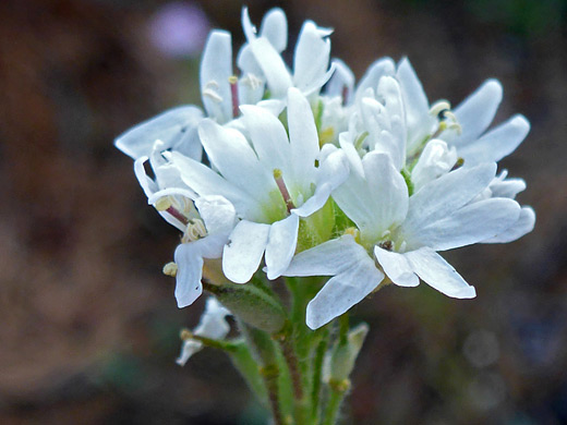 Hoary Alyssum; White flowers of berteroa incana, Madison River, Yellowstone National Park, Wyoming