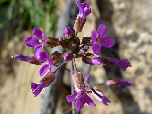 Perennial Rockcress; Purple flowers of boechera perennans, along the Grandview Trail, Grand Canyon National Park, Arizona