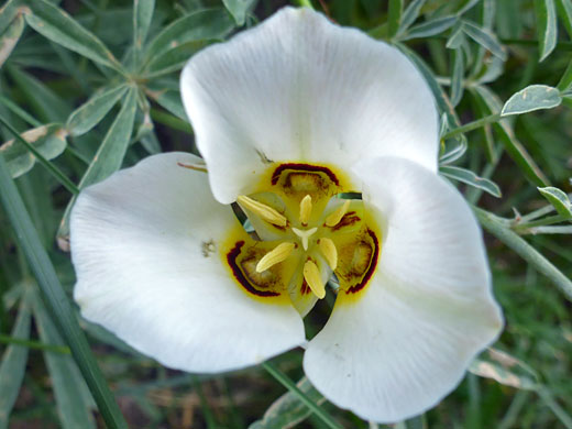 Sego Lily; Calochortus nuttallii (sego lily), Brown Creek Trail, Great Basin National Park, Nevada