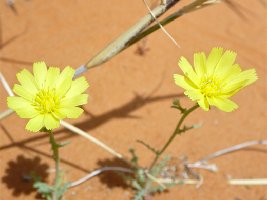 Yellow Tack Stem; Two yellow flowers of calycoseris parryi (yellow tack-stem), in Valley of Fire State Park