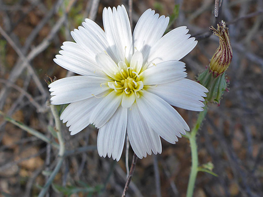 White Tackstem; Flowerhead and bud of calycoseris wrightii - Pinkley Peak, Organ Pipe Cactus National Monument, Arizona