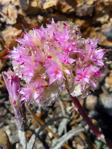 One-Seeded Pussypaws; Calyptridium monospermum, Cluster Lakes Trail, Lassen Volcanic National Park, California