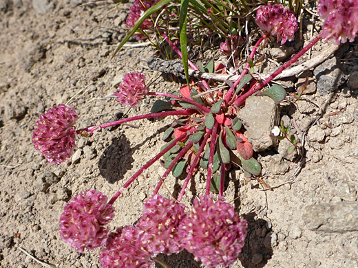 Mt Hood Mock Pussypaws; Flower clusters atop red stems - calyptridium umbellatum, Sepulcher Mountain Trail, Yellowstone National Park, Wyoming