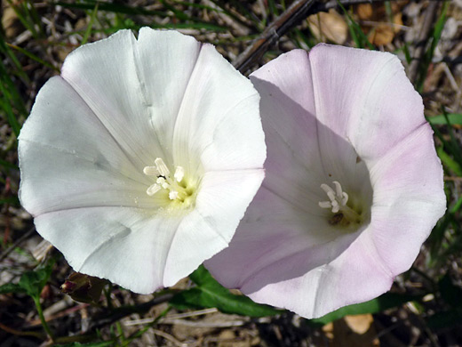 False Morning Glory; White and pale pink flowers of false morning glory (calystegia macrostegia), in Gaviota State Park