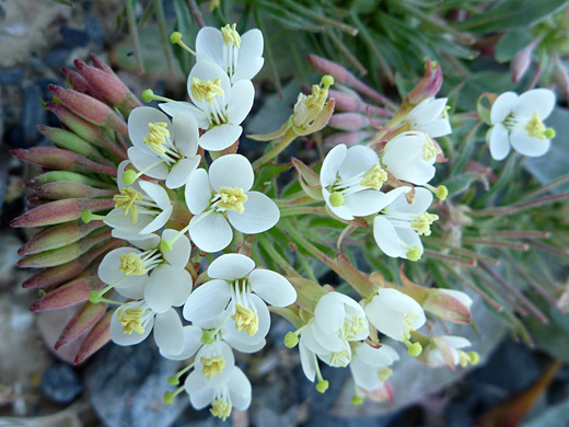 Booth's Evening Primrose; White flowers of camissonia boothii (woody bottle washer), along the road to Hole-in-the-Wall, Death Valley