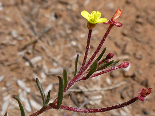 Plains Evening Primrose; Red stalks and a yellow flower - camissonia contorta along the Woods Canyon Trail, Sedona, Arizona