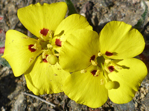 California Sun Cup; Camissoniopsis bistorta (California sun cup), Bayside Trail, Cabrillo National Monument, California