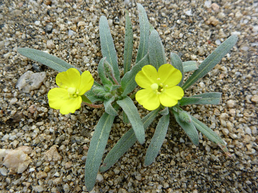 Hall's Suncup; Two yellow flowers; camissoniopsis pallida in Joshua Tree National Park, California