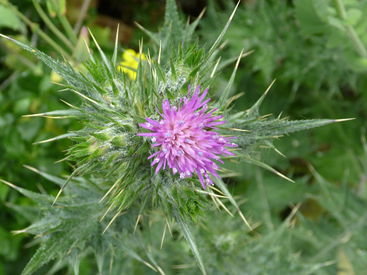 Slender Thistle; Small pink flower of carduus tenuiflorus (slender thistle), near the coast in Montana de Oro State Park