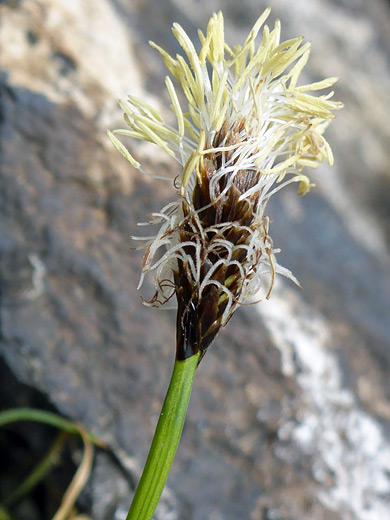 Black Alpine Sedge; Flowerhead of carex nigricans, along the Porphyry Basin Trail, San Juan Mountains, Colorado