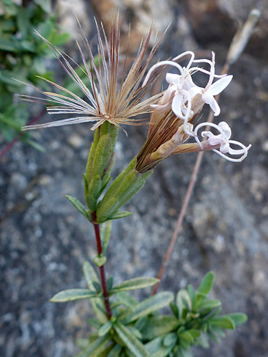 Bigelow's Bristlehead; Withering flowerheads, turning to seed - carphochaete bigelovii, Sabino Canyon, Arizona