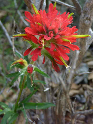 Coast Indian Paintbrush; Flower head of the coast indian paintbrush (castilleja affinis), along the trail to Gaviota Peak in Gaviota State Park