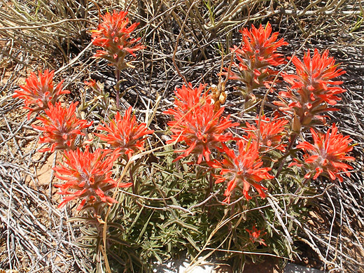 Desert Indian Paintbrush; Castilleja angustifolia (desert Indian paintbrush) near Trachyte Creek, south Utah