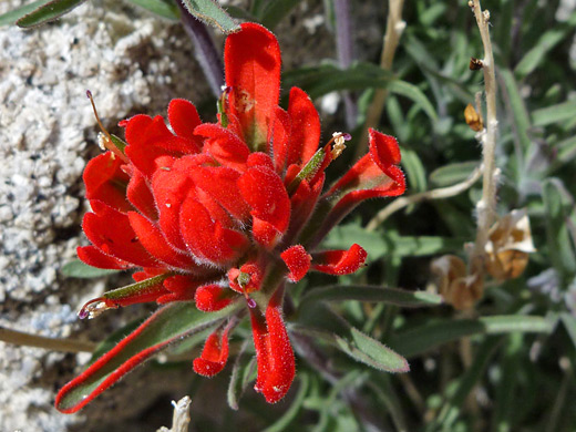 Northwestern Indian Paintbrush; Red flower head of castilleja chromosa, near Pine City, Joshua Tree National Park, California