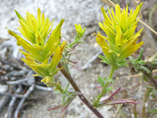 Yellow Indian Paintbrush; Yellowish-green flower heads - castilleja flava in City of Rocks National Reserve, Idaho
