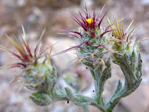 Maltese Star-Thistle; Centaurea melitensis - Vineyard Trail, Theodore Roosevelt Lake, Arizona