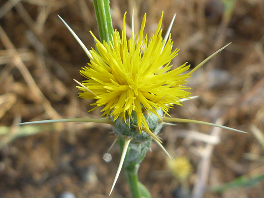 Yellow Star Thistle; Centaurea solstitialis in the Stanislaus National Forest, California