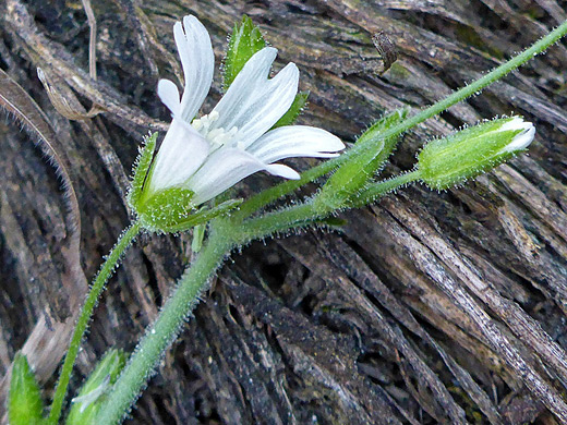 Texas Chickweed; Glandular stems and calyces - cerastium texanum along the Sugarloaf Mountain Trail, Chiricahua National Monument, Arizona