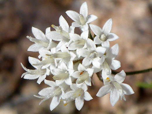 Pebble Pincushion; Small white flowers of chaenactis carphoclinia, Pinkley Peak, Organ Pipe Cactus National Monument, Arizona