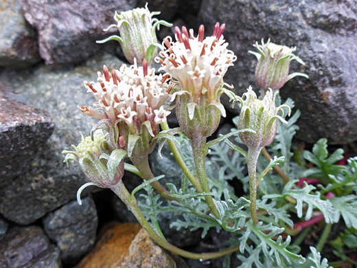 Douglas' Dustymaiden; Chaenactis douglasii (Douglas' dustymaiden) in the San Juan Mountains, Colorado