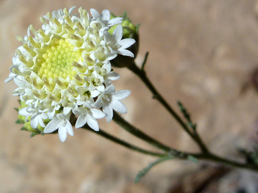 Esteve's Pincushion; Cluster of yellow-white flowers - chaenactis stevioides in Tanner Wash, Arizona