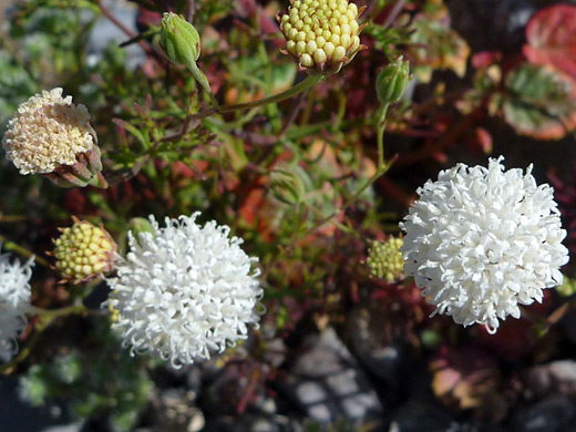Mojave Pincushion; Clusters of tiny white flowers - Mojave pincushion (chaenactis xantiana) in Death Valley National Park