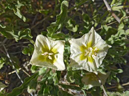 Hairy Five Eyes; Two greenish white flowers of chamaesaracha sordida - Fort Davis National Historic Site, Arizona
