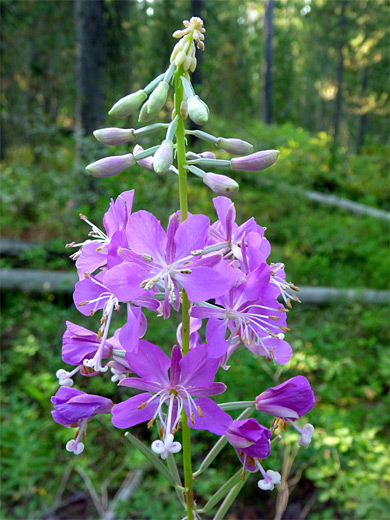 Fireweed; Fireweed (chamerion angustifolium) near Bechler Meadows, Yellowstone National Park, Wyoming