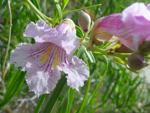 Desert Willow; Pink flower with purple and yellow stripes - chilopsis linearis in Hellhole Canyon, Anza Borrego Desert State Park, California