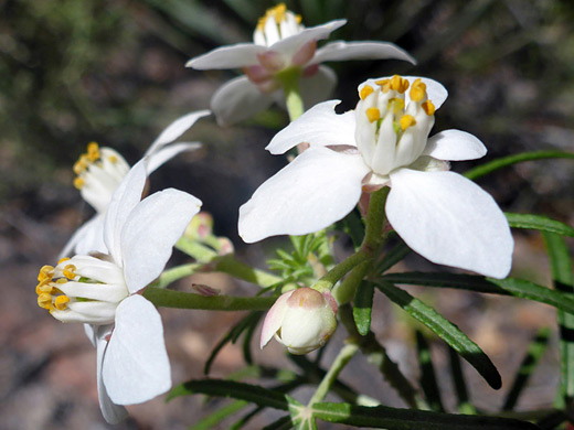 Mexican orange; White, five-petaled flowers of choisya dumosa, Cochise Stronghold, Arizona