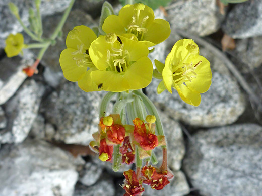 Heart-Leaf Suncup; Cluster of yellow flowers of chylismia cardiophylla, in Hellhole Canyon, Anza Borrego Desert State Park, California