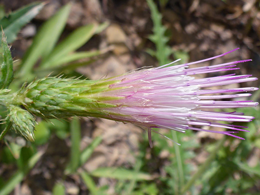 Arizona Thistle; Florets and phyllaries of cirsium arizonicum var bipinnatum - Echo Canyon Trail, Colorado National Monument, Colorado