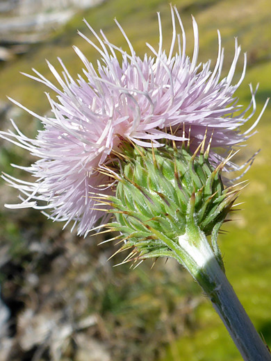 Mojave Thistle; Cirsium mohavense, Grapevine Springs, Death Valley National Park, California