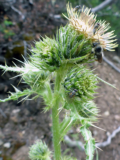 Parry's Thistle; Cream-colored florets and green phyllaries of cirsium parryi - Arrastra Basin Trail, San Juan Mountains, Colorado