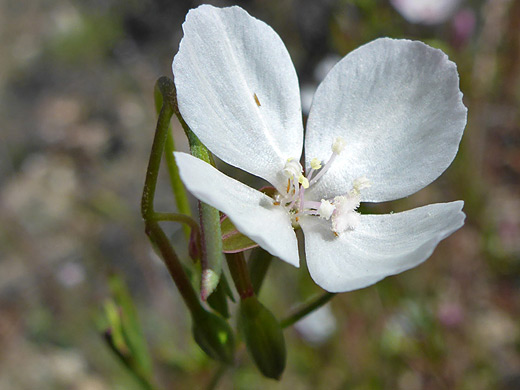 Canyon Clarkia; White, four-petaled flower of clarkia epilobioides, Sabino Canyon, Arizona