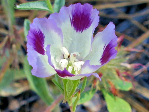 Fort Miller Clarkia; White and purple flower of clarkia williamsoni, Yosemite National Park, California