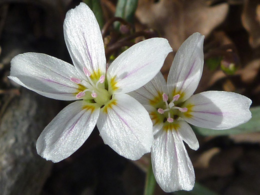Lanceleaf Springbeauty; White flowers of claytonia lanceolata (lanceleaf springbeauty), along the West Rim Trail, Zion National Park
