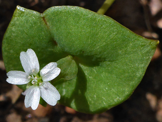 Miner's Lettuce; Five notched white petals; flower of claytonia perfoliata, Kolob Arch Trail, Zion National Park, Utah
