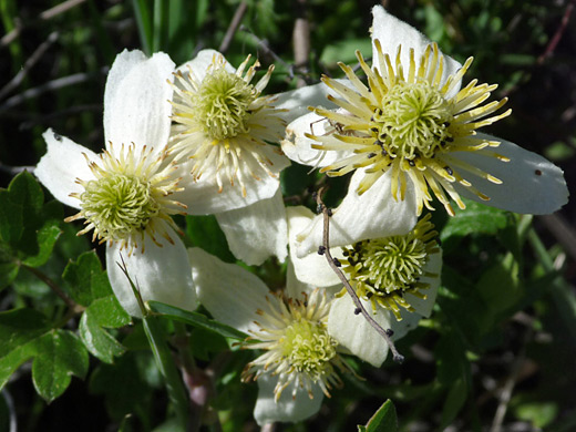 Chaparral Clematis; Group of clematis lasiantha flowers (chaparral clematis), along the trail to Gaviota Peak in Gaviota State Park