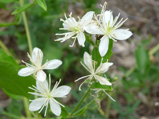Western White Clematis; White flowers of clematis ligusticifolia (Western white clematis), in Nine Mile Canyon