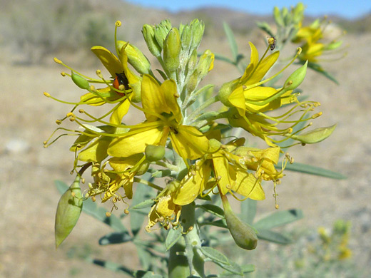 Bladderpod Bush; Yellow flowers with long stamens - cleome isomeris near Golden Bell Mine, Joshua Tree National Park, California