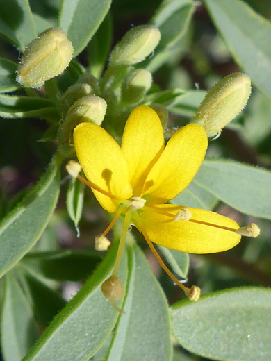 Mojave Stinkweed; Four-petaled yellow flower; cleomella obtusifolia, Grapevine Springs, Death Valley National Park, California