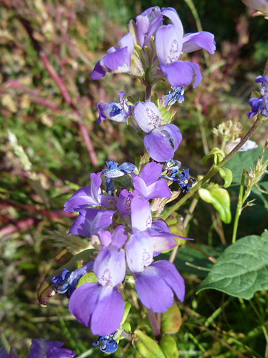 Chinese Houses; Flowers of collinsia concolor, starting to wither - in Tubb Canyon, Anza Borrego Desert State Park, California