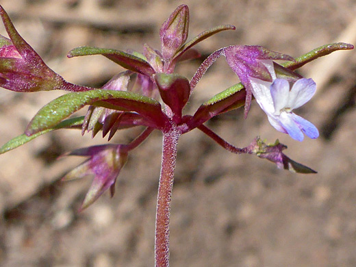 Small-Flower Blue-Eyed Mary; Collinsia parviflora, La Sal Mountains, Utah