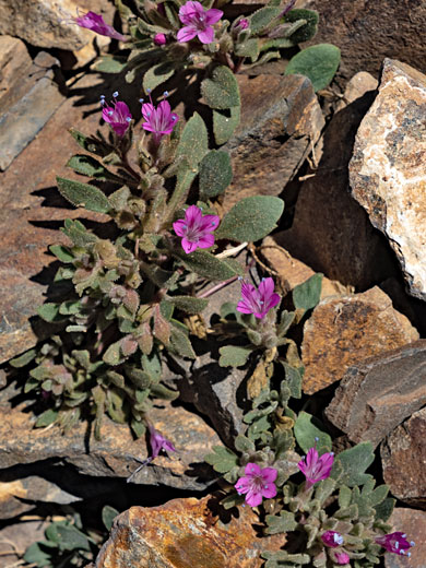 Alpine collomia; Collomia debilis (Alpine collomia), Wasatch Range, Utah