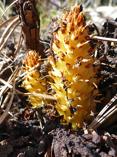 Alpine Cancer-Root; Yellow inflorescence of conopholis alpina - along the Permian Reef Trail in Guadalupe Mountains National Park, Texas